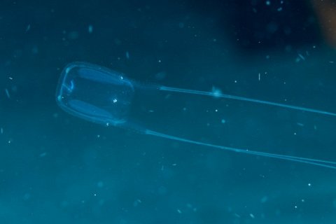 Кубомедуза: самое ядовитое существо мирового океана