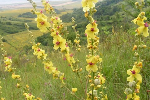 142-летний эксперимент с семенами продолжает удивлять