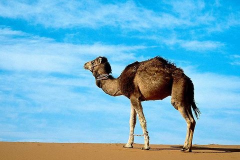Удивительные факты о верблюдах