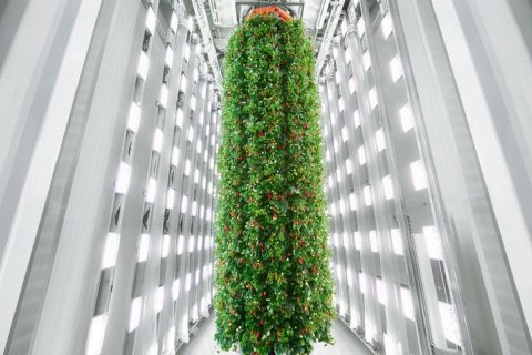 Первая в мире вертикальная ферма для выращивания ягод