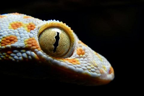 Самые красивые гекконы в мире