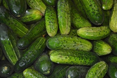 История солений: как появились маринованные огурцы