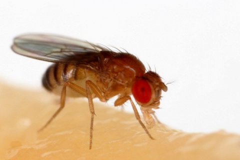 Фруктовые мушки: незаметные герои мира науки