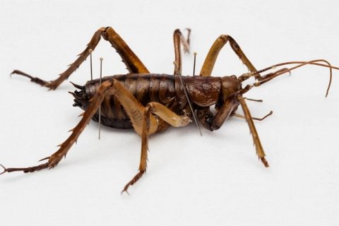 Самые крупные насекомые в мире