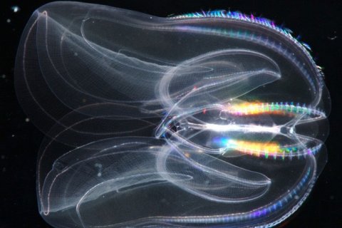 Странные морские существа могут срастаться в единое целое при травмах