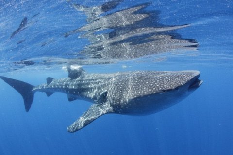 Крупнейшие рыбы в океанах, озёрах и реках