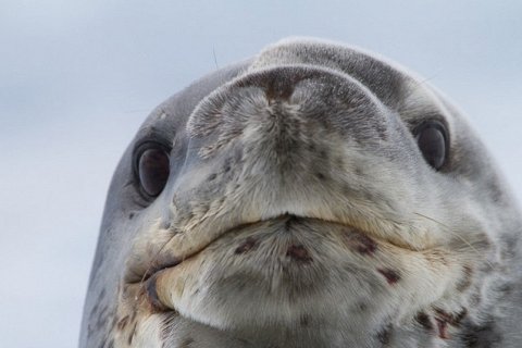 Морские леопарды – высшие хищники Антарктики