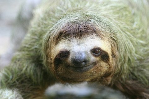 Почему ленивцы такие медленные?