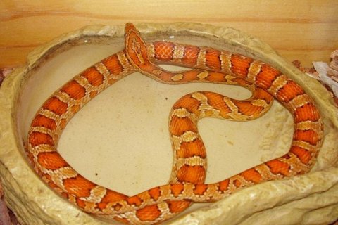 8 лучших змей-питомцев для начинающих