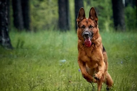 10 ошибочных стереотипов о животных