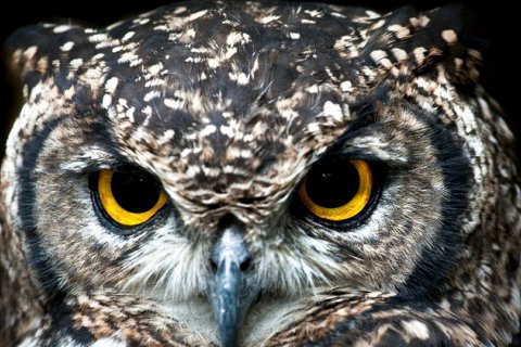 Действительно ли совы мудры? Развенчание мифа