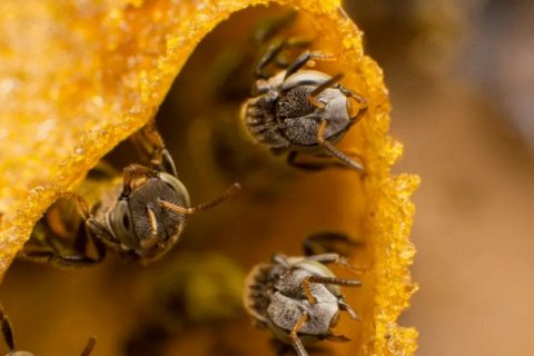 Уникальный сахар в меде безжалых пчел полезен для организма