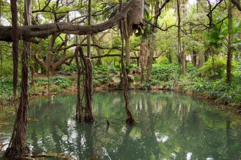 Болото Манчак: Самое жуткое место Луизианы