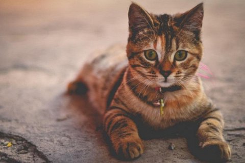 Почему кошки мурчат?