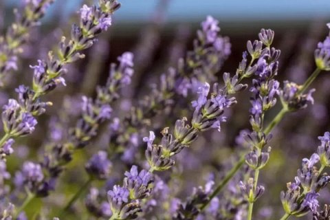 Польза лаванды и способы её применения