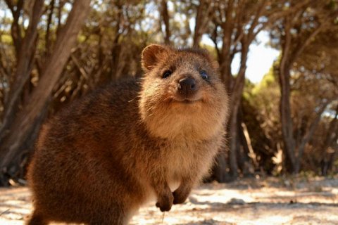 Самое счастливое животное на Земле — квокка