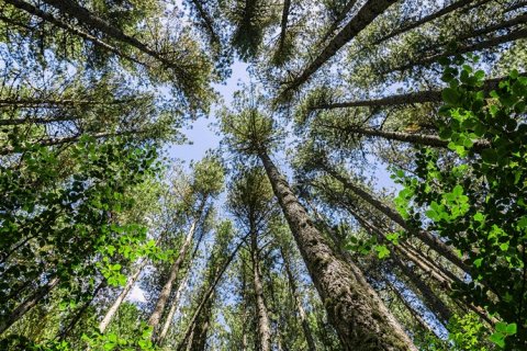 Гиганты Силы: вековой лес Калабрии