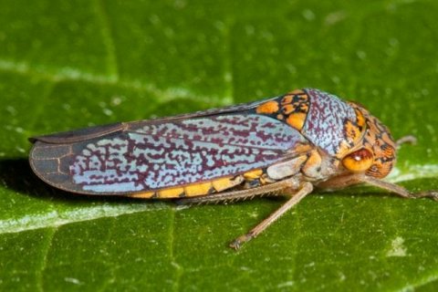 7 самых громких животных на Земле