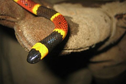 5 змей с самым токсичным укусом
