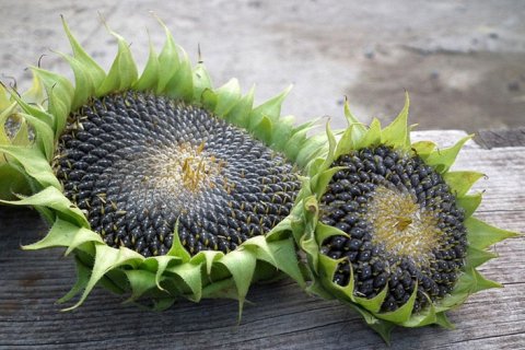 Полезные свойства семян подсолнечника