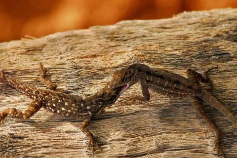 Эволюция в реальном времени: столкновение видов ящериц