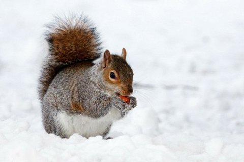Безопасно ли есть снег: что нужно знать перед зимним экспериментом