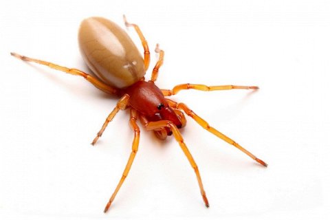 Паук-мокричник: всего шесть глаз и мощный укус