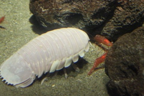 Гигантские изоподы: удивительные глубоководные существа