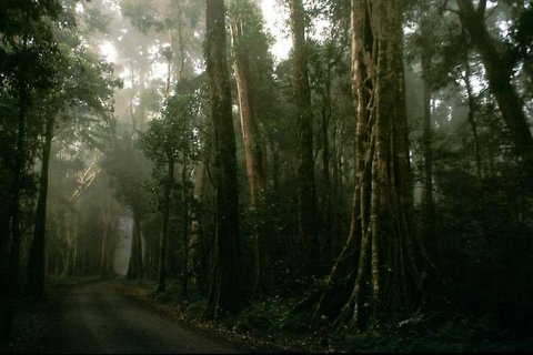 Дождевые леса восточного побережья Австралии