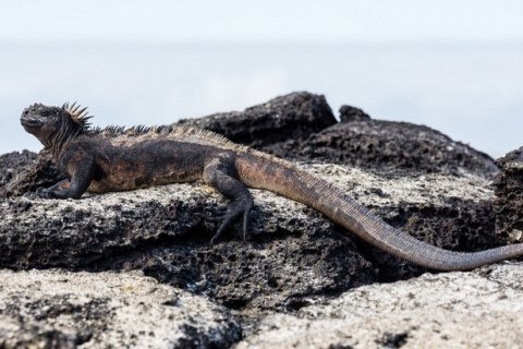 Морская игуана: единственная морская ящерица в мире
