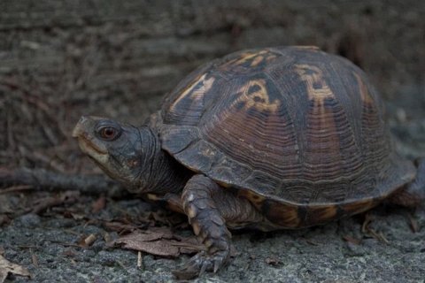Может ли черепаха вырасти из своего панциря?