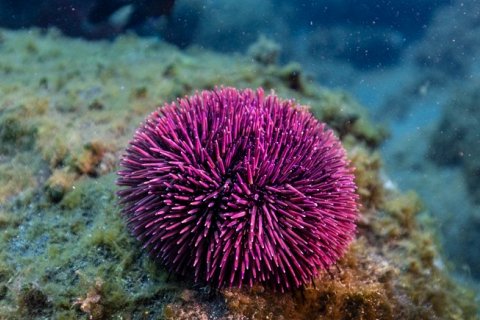 Морские ежи: удивительные существа и изысканный деликатес