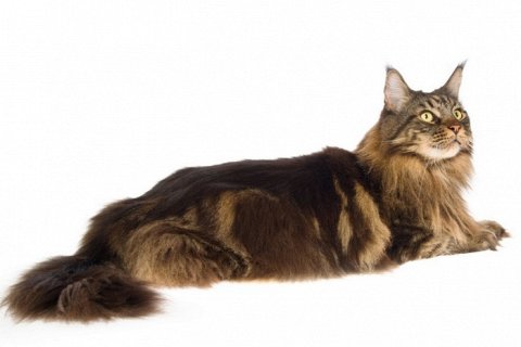 Самые большие мейн-куны в мире