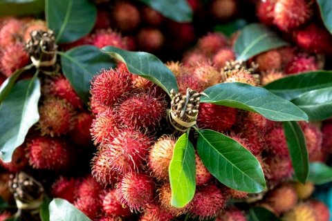 Рамбутан: экзотический «волосатый» родственник личи