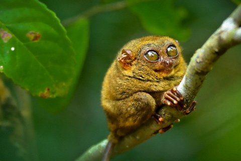 Долгопят: маленький хищник с гигантскими глазами