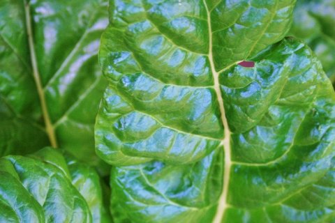 Шпинат – Суперпродукт для здоровья