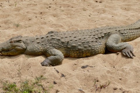 Нильский крокодил: Опасный хищник с удивительными инстинктами