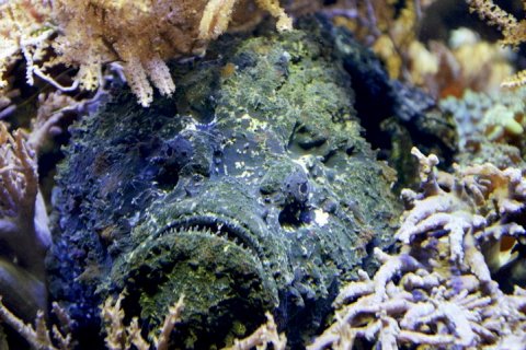 Рыба-камень: мастер маскировки с опасным жалом