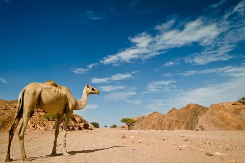 Как долго верблюд может обходиться без воды?