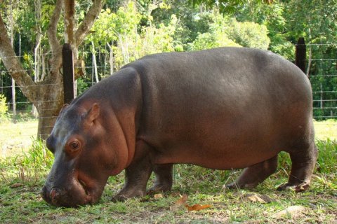 Побег гиппопотамов Эскобара: наследие наркобарона в Колумбии