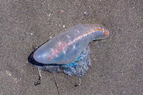 Португальский кораблик: удивительное морское существо с мощными укусами