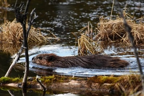 Бобры за 2 дня построили дамбы, на которые у правительства ушло 7 лет