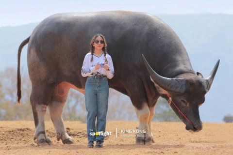 Кинг-Конг – самый высокий водяной буйвол в мире