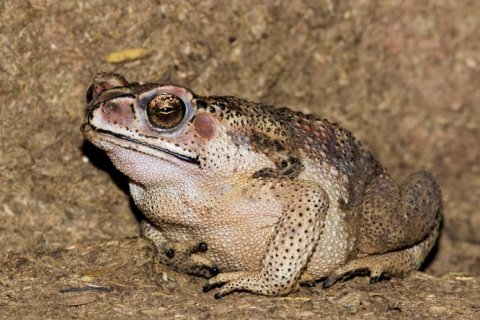 Лягушки против жаб: отличия и особенности