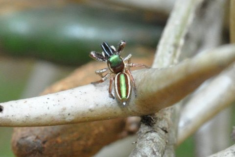 Багира Киплинга: Единственный в мире паук-вегетарианец