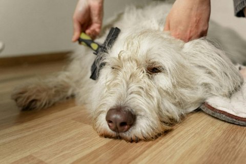 Почему собаки и кошки так сильно линяют?