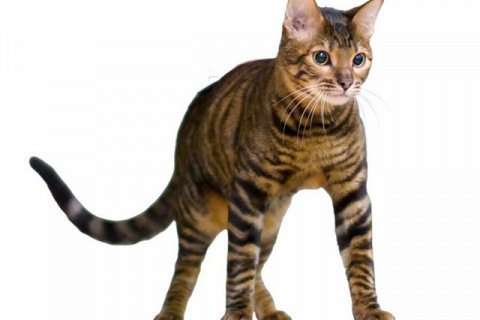 Тойгер: гибридная кошка в стиле «игрушечного тигра»
