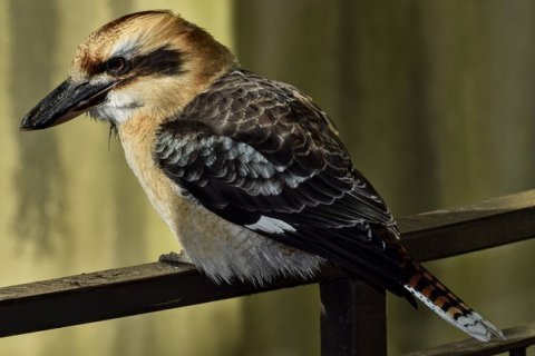 Что заставляет смеющуюся кукабару смеяться?