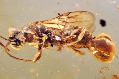 Древняя паразитическая оса использовала ловушку для откладывания яиц