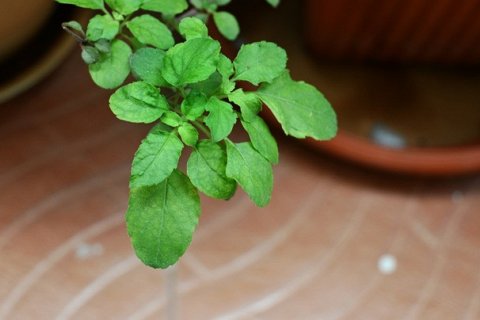 Польза Священного Базилика (Тульси)